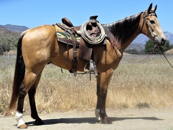 "CM DRIFTIN SIX" Buckskin Gelding Quarter Horse