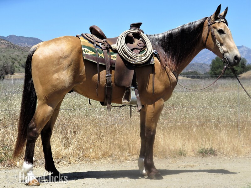 "CM DRIFTIN SIX" Buckskin Gelding Quarter Horse in California