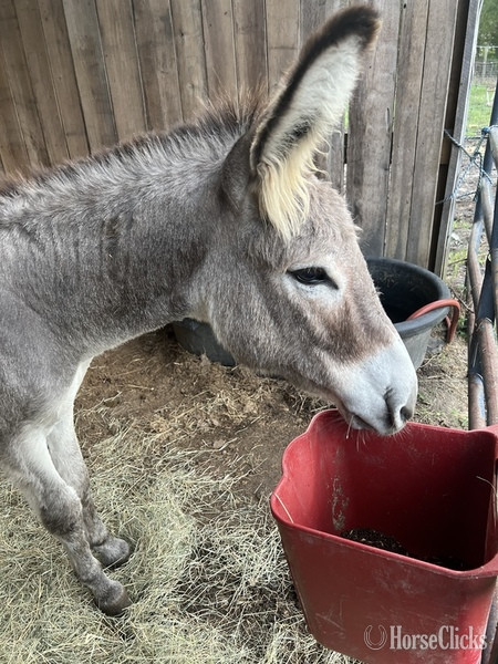 "MoonPie" Grey Stallion Donkey in South Carolina