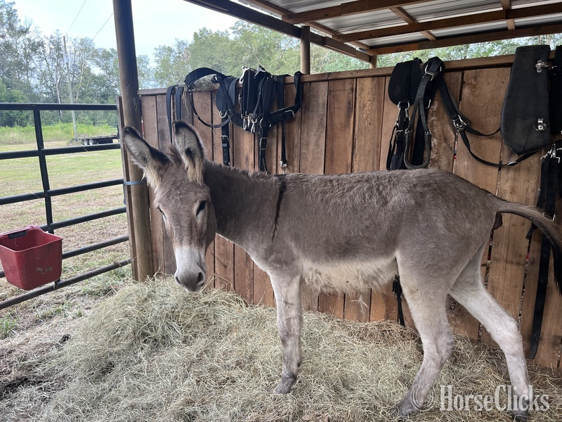 "MoonPie" Grey Stallion Donkey