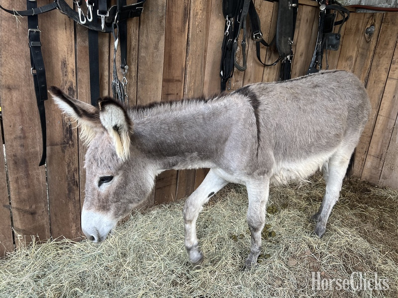 South Carolina "MoonPie" Grey Stallion Donkey