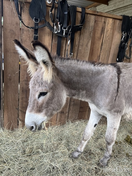 "MoonPie" Grey Stallion Donkey - Donkey in South Carolina