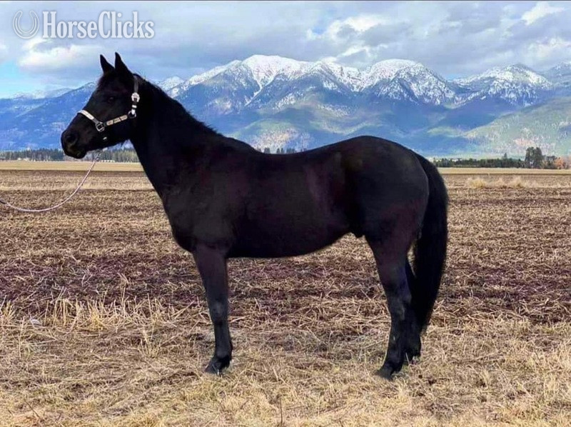 "Ranger " Black Gelding Azteca