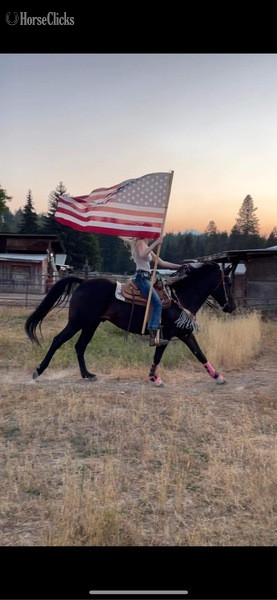Montana "Ranger " Black Gelding Azteca