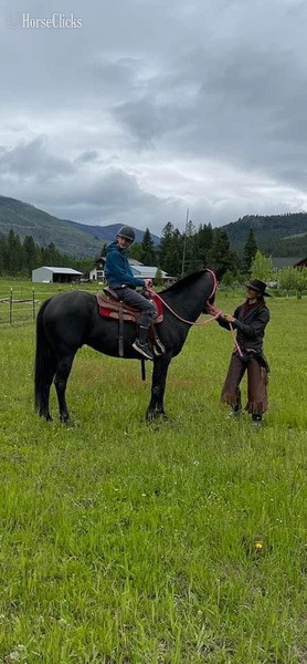 "Ranger " Black Gelding Azteca - Azteca in Montana
