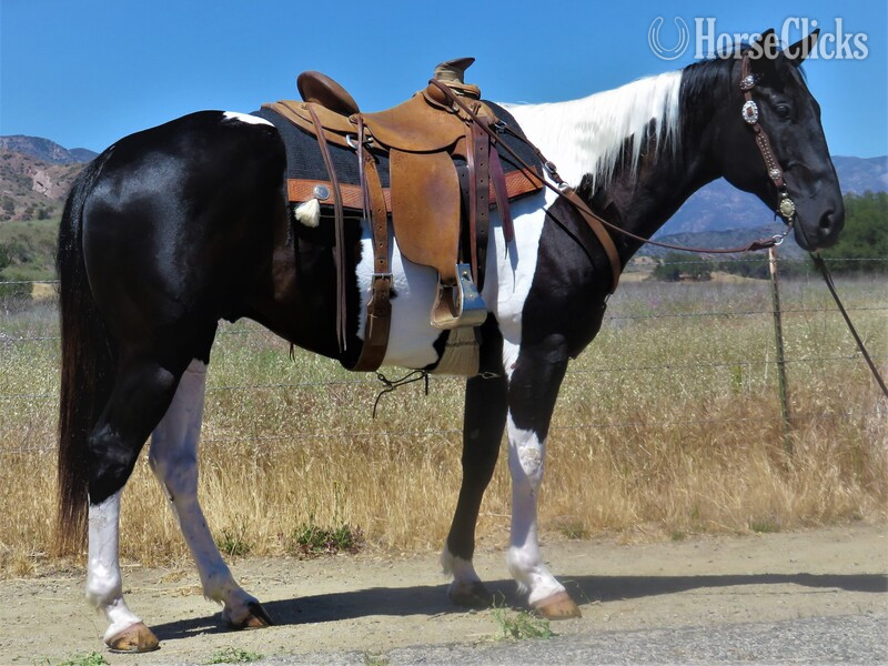 "BUGBIT" Black Gelding Paint in California