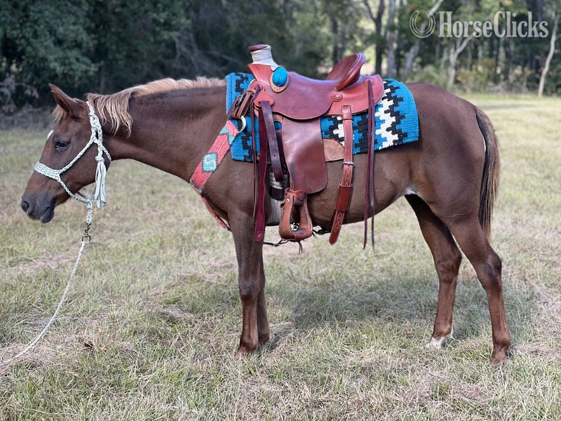 "Coffee" Sorrel Mare Pony in South Carolina