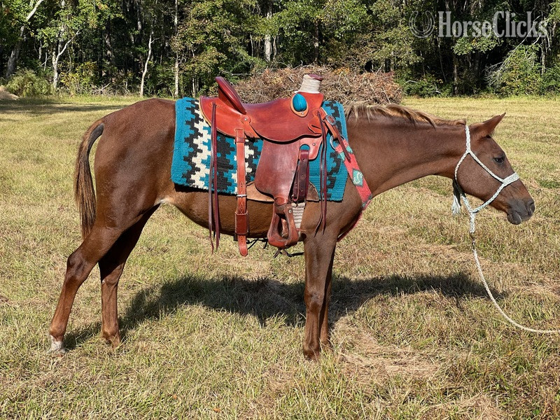"Coffee" Sorrel Mare Pony