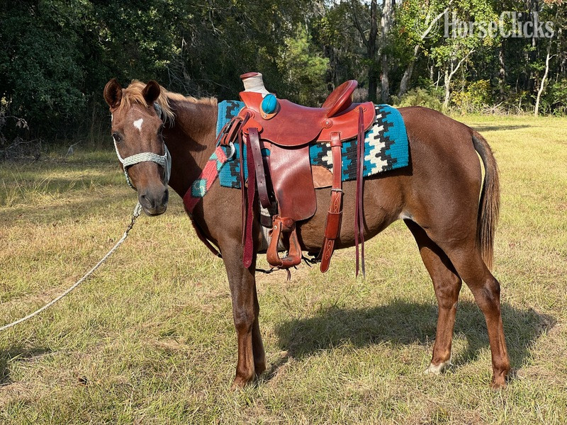 South Carolina "Coffee" Sorrel Mare Pony