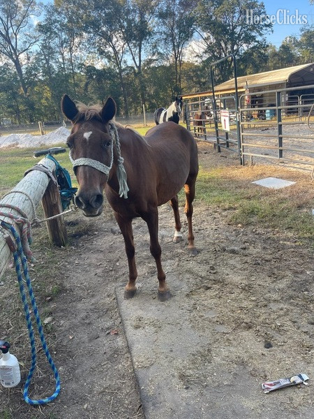 "Coffee" Sorrel Mare Pony South Carolina