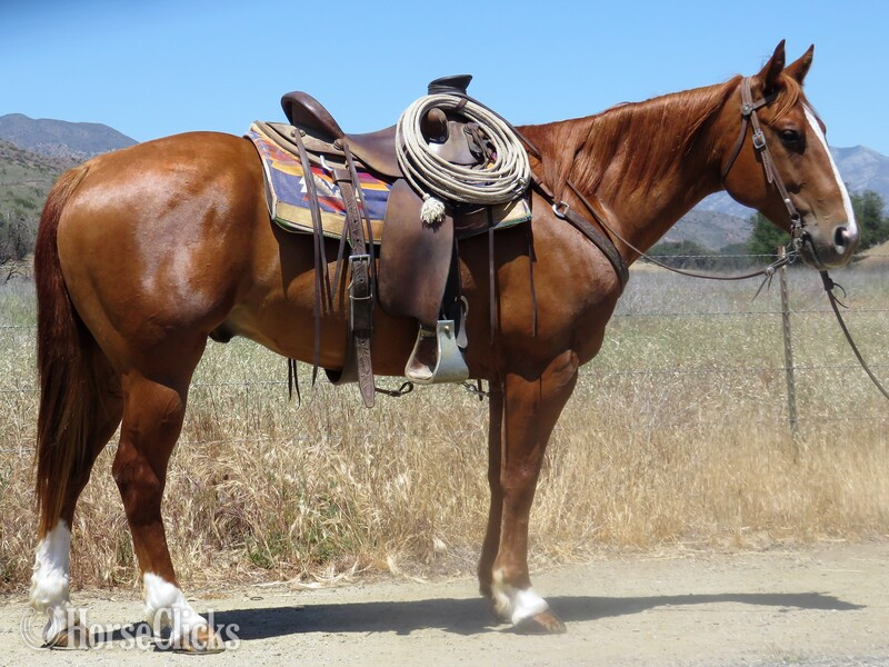 "ARGO" Sorrel Gelding Quarter Horse in California