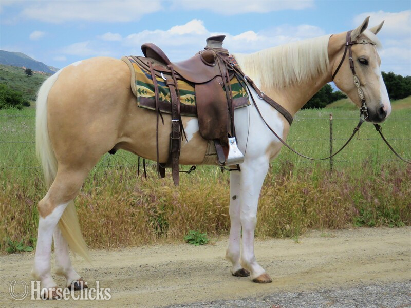 "MR TWO SKIP ACE" Palomino Gelding Paint in California
