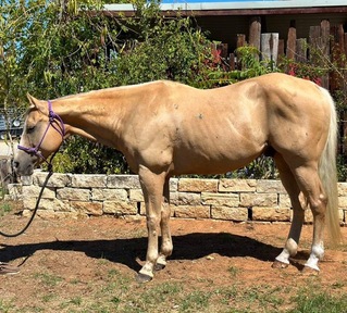 "Sailer" Palomino Gelding Quarter Horse