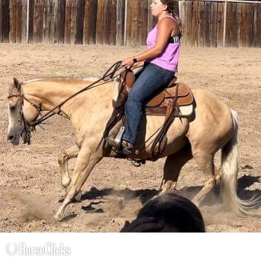 "Sailer" Palomino Gelding Quarter Horse