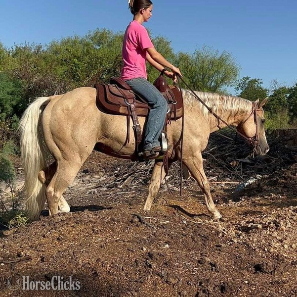 Texas "Sailer" Palomino Gelding Quarter Horse
