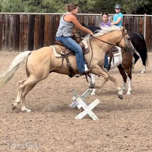 "Sailer" Palomino Gelding Quarter Horse - Quarter Horse in Texas