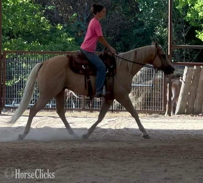 "Sailer" Palomino Gelding Quarter Horse - Quarter Horse