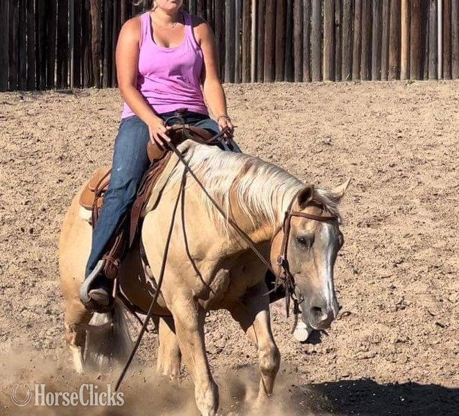 "Sailer" Palomino Gelding Quarter Horse Texas