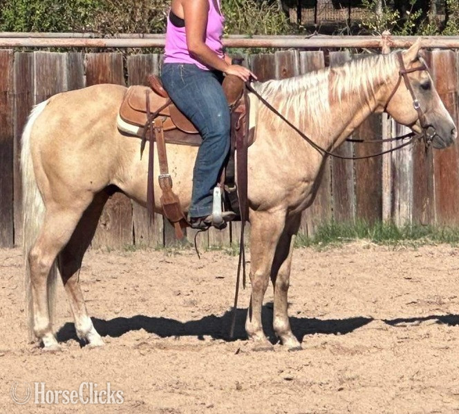 Quarter Horse - "Sailer" Palomino Gelding Quarter Horse in Texas