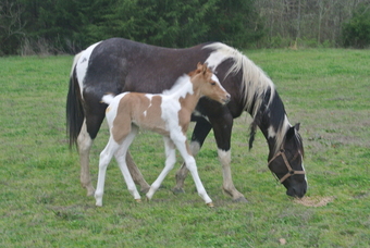 "EmphasisOfBlackBeauty" Black Mare Paint