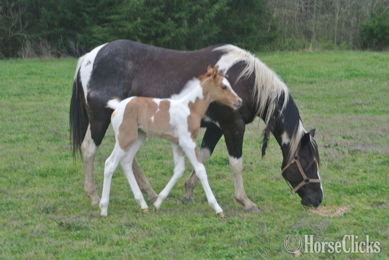 "EmphasisOfBlackBeauty" Black Mare Paint in Texas