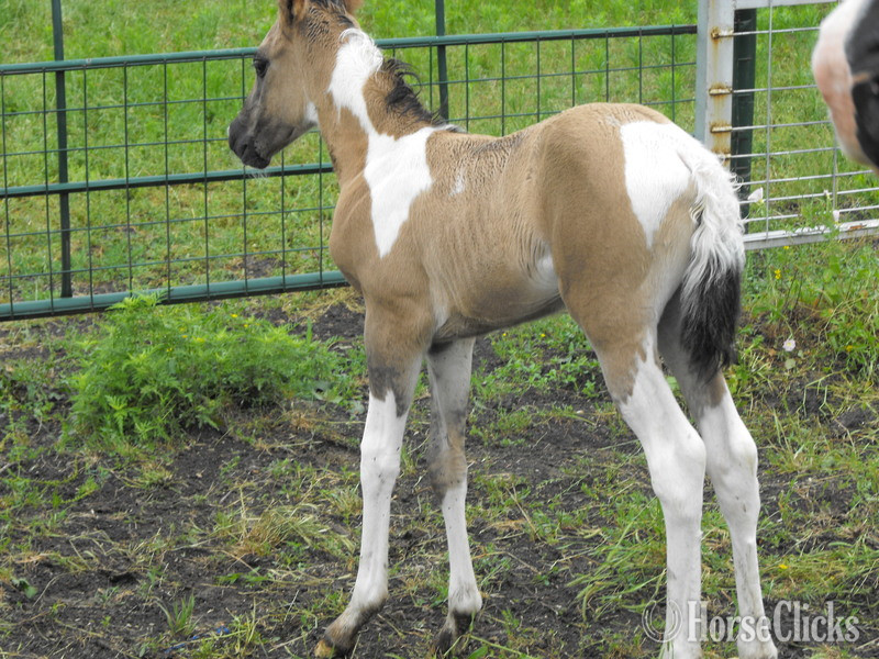 Texas "EmphasisOfBlackBeauty" Black Mare Paint
