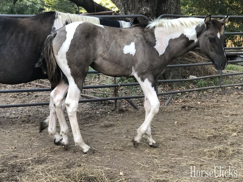 "EmphasisOfBlackBeauty" Black Mare Paint Texas