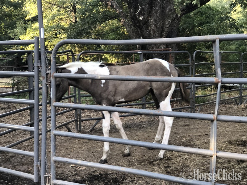 Paint - "EmphasisOfBlackBeauty" Black Mare Paint in Texas