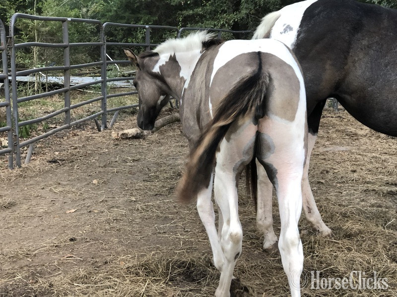 Paint - "EmphasisOfBlackBeauty" Black Mare Paint