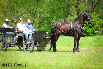 "HIGH SOCIETY OTTO SEEKER" Black Gelding Friesian