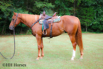 "TAPIT THE CAT" Sorrel Gelding Quarter Horse