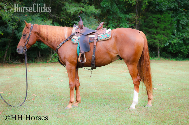 "TAPIT THE CAT" Sorrel Gelding Quarter Horse in Kentucky