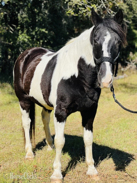 "Sam" White Gelding Draft in South Carolina