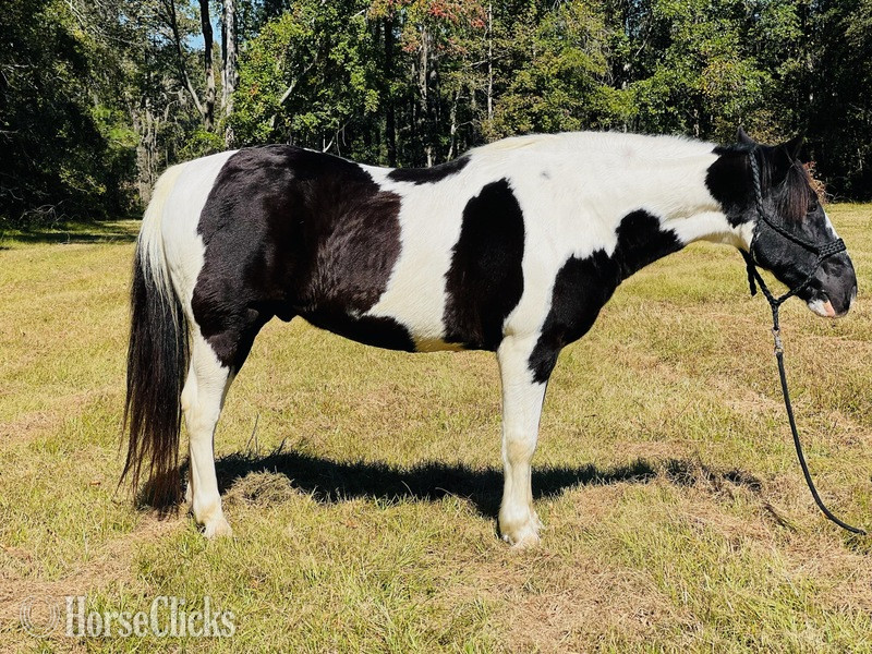 "Sam" White Gelding Draft