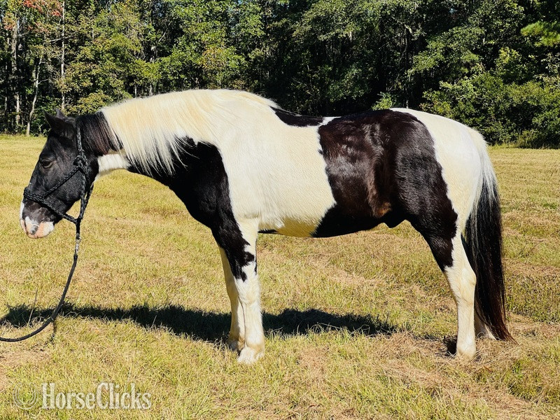 South Carolina "Sam" White Gelding Draft