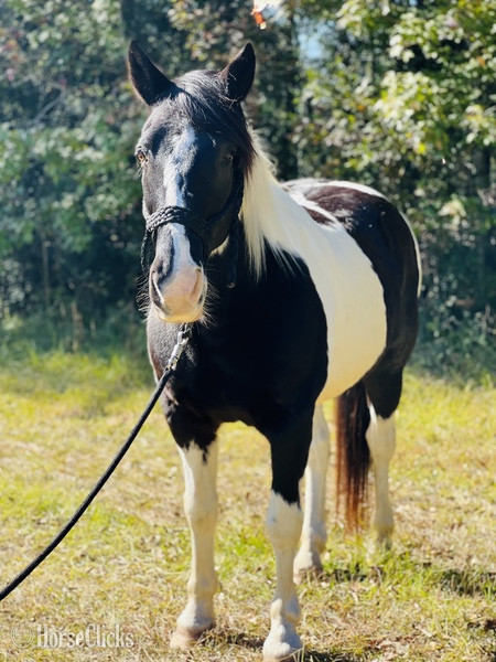 "Sam" White Gelding Draft - Draft in South Carolina