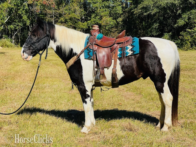 "Sam" White Gelding Draft - Draft