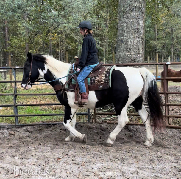 "Sam" White Gelding Draft South Carolina