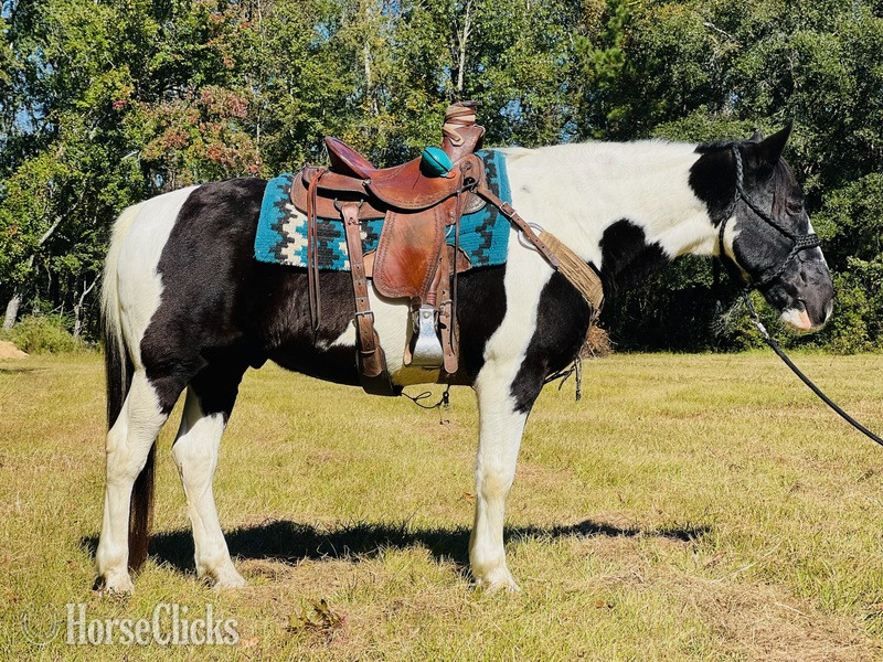 Draft - "Sam" White Gelding Draft in South Carolina