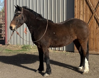 "" Bay Gelding Mustang
