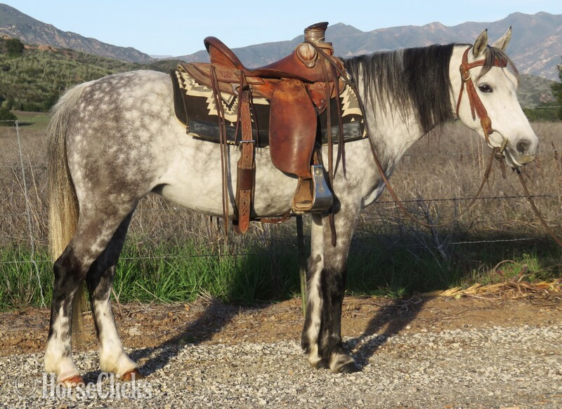 "TINKERBELL" Grey Mare Welsh Pony in California