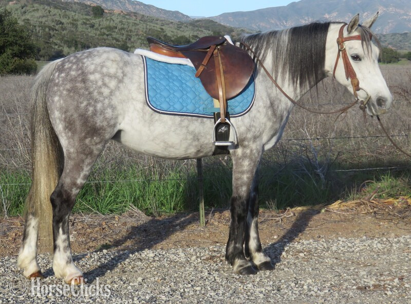 "TINKERBELL" Grey Mare Welsh Pony