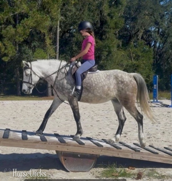 "TINKERBELL" Grey Mare Welsh Pony - Welsh Pony in California