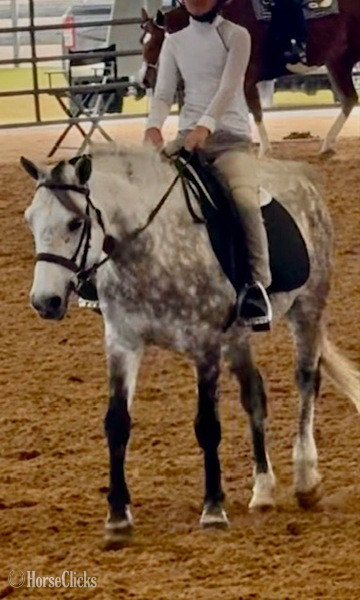 "TINKERBELL" Grey Mare Welsh Pony - Welsh Pony