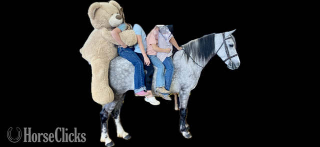 "TINKERBELL" Grey Mare Welsh Pony California
