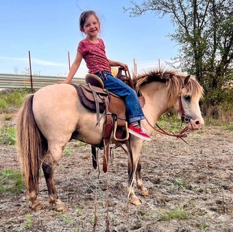 "Frizz" Buckskin Gelding Pony
