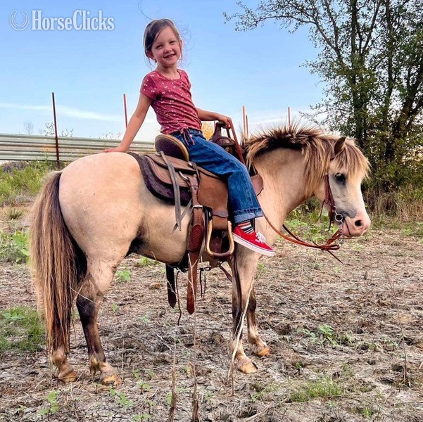 "Frizz" Buckskin Gelding Pony in Texas