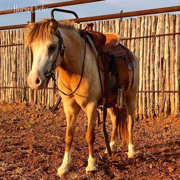 "Frizz" Buckskin Gelding Pony