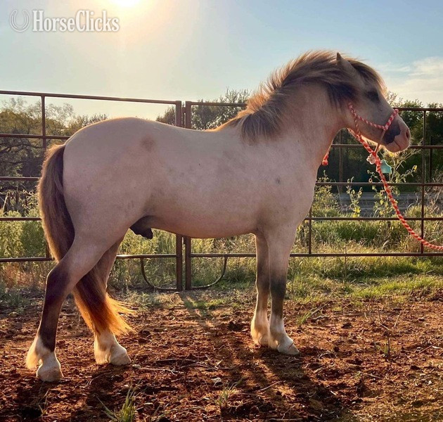 Texas "Frizz" Buckskin Gelding Pony