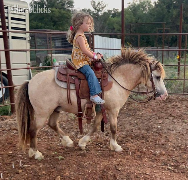 "Frizz" Buckskin Gelding Pony - Pony in Texas